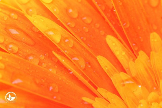 Zimmerpflanzen Orange Blüten Orangenfarbene Blumen Im Zimmer!