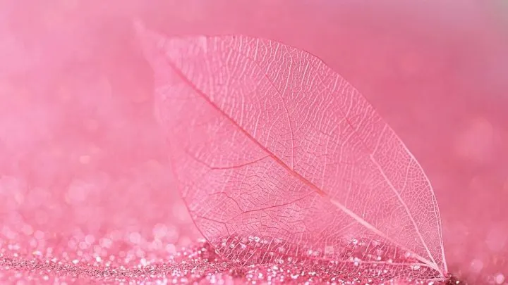 Zimmerpflanzen Rosa Blätter: 13 Pink Plants Mit Einfachen Pflegetipps!