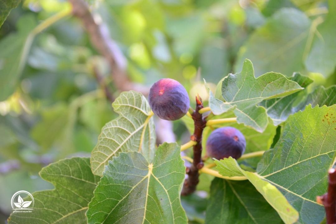 Feigenbaum Im Topf Im Freien Überwintern Die Besten Tipps! Pflanzensache