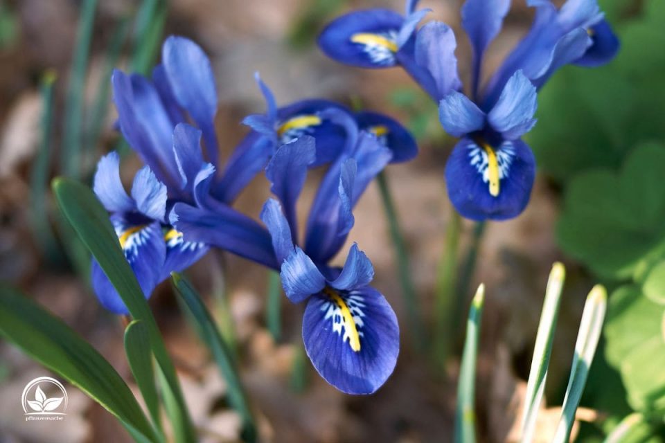 Topfpflanze Blaue Blüten Die Schönsten Pflanzen Mit Blauen Blüten