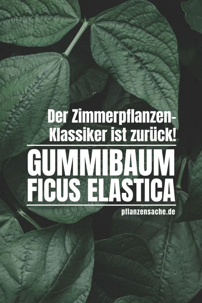 Gummibaum Ficus elastica pin