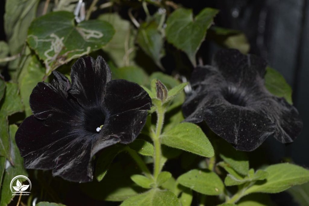 1. Die schwarze Petunie „Black Velvet“