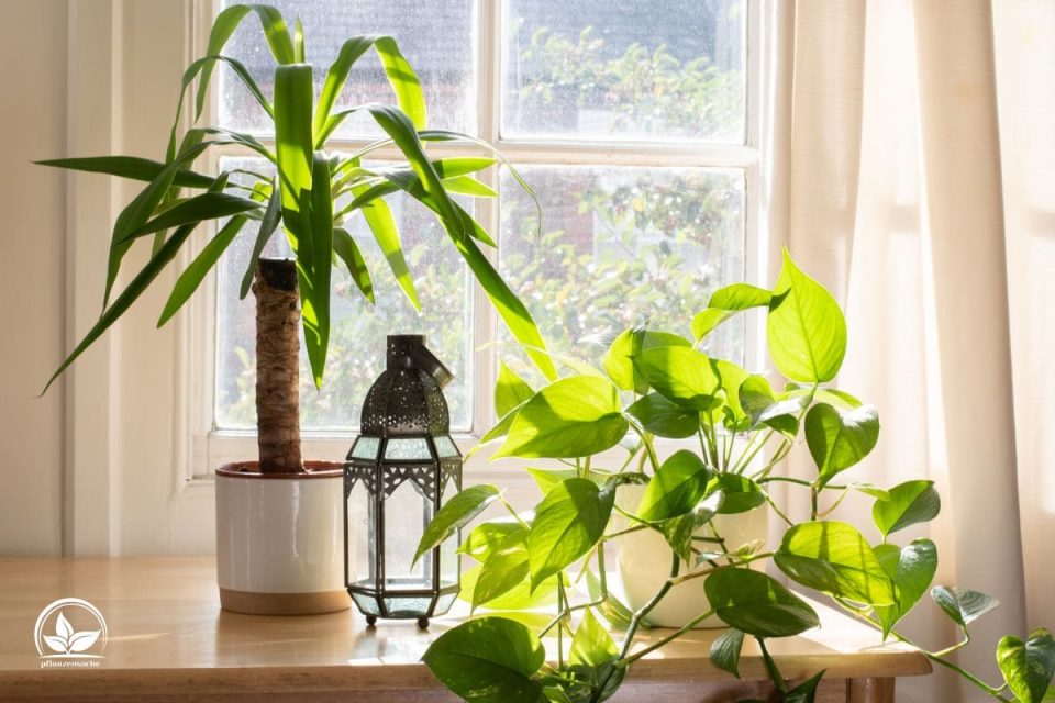 Zimmerpflanzen Südfenster Pflanzen, Die Volle Sonne Einfach Lieben