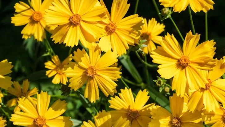 Alles Über Das Mädchenauge Und Die Schönsten Sorten Der Gattung!