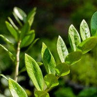 Alles-Uber-Die-Schwarze-Glucksfeder-„Raven-Zamioculcas-Zamiifolia