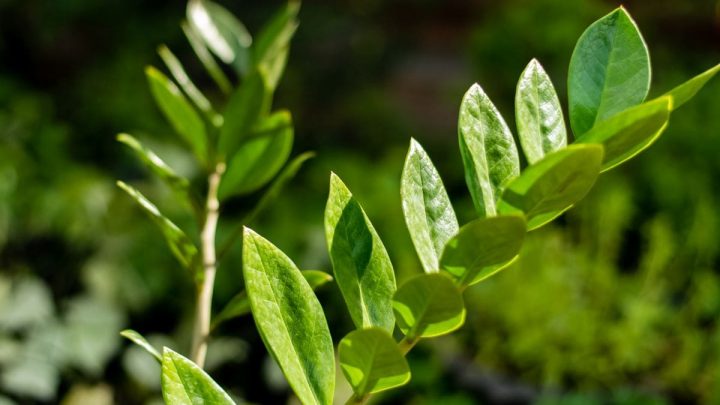 Alles Über Die Schwarze Glücksfeder „Raven“ (Zamioculcas Zamiifolia)