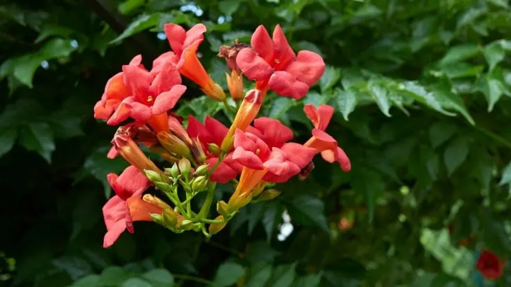 Amerikanische Klettertrompete “Flamenco”: Mediterrane Zimmer- und Gartenpflanze!