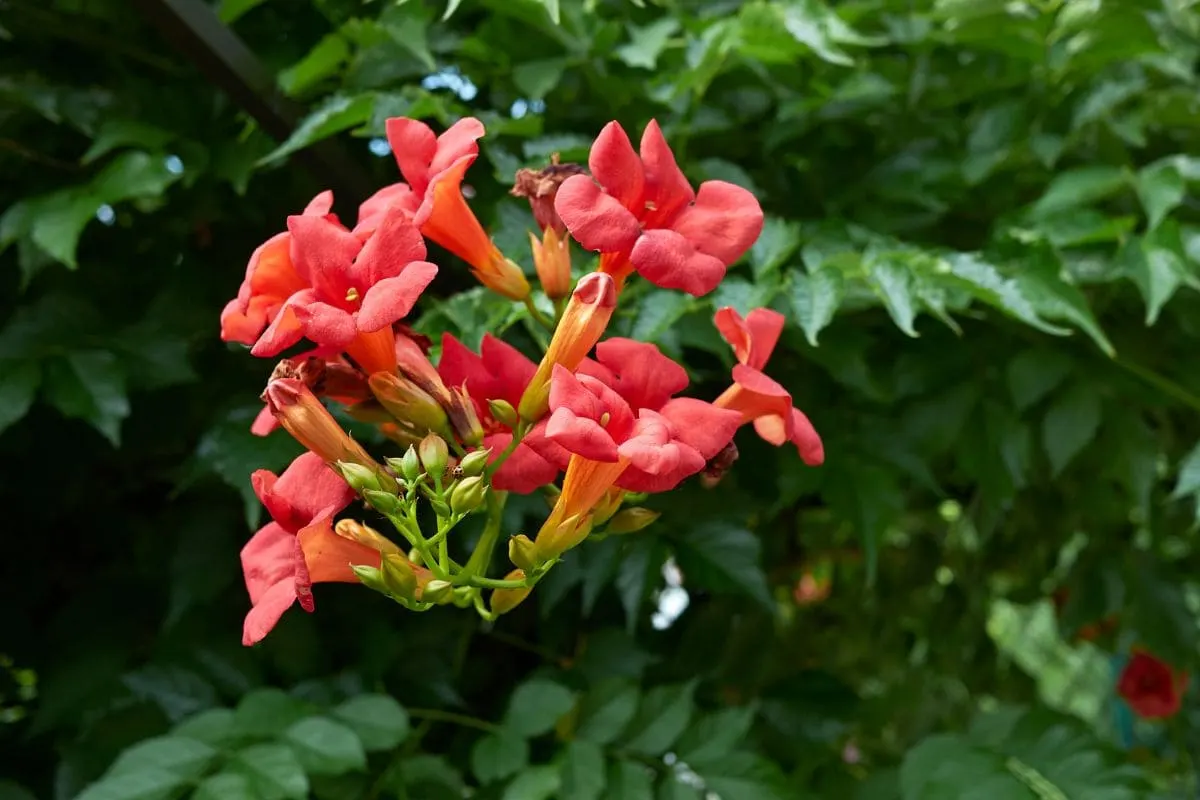 Amerikanische Klettertrompete _Flamenco__ Mediterrane Zimmer- und Gartenpflanze!