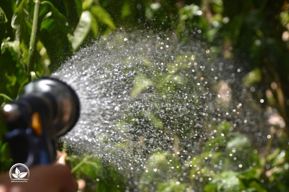 Pflanzen Von Unten Gießen Was Ist Bottom Watering Für Zimmerpflanzen