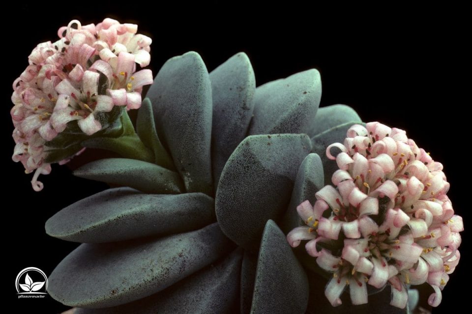 Crassula Hobbit Sukkulente - Löffelbaum Im 9cm Topf, Pflegeleichte Zimmerpflanze