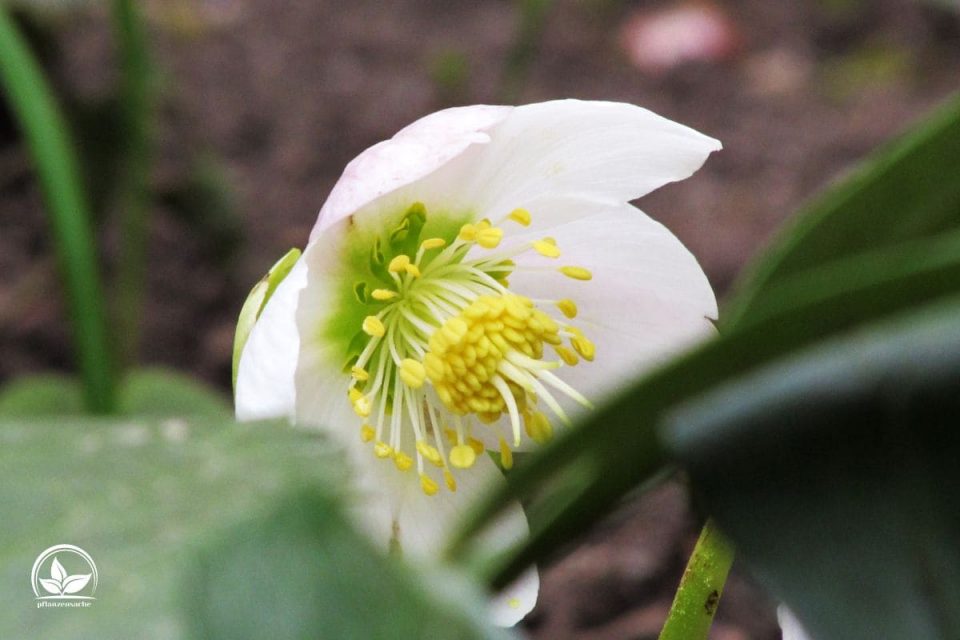 Was Blüht Im Januar Diese Winterblüher Sind Ein Muss Für Den Garten
