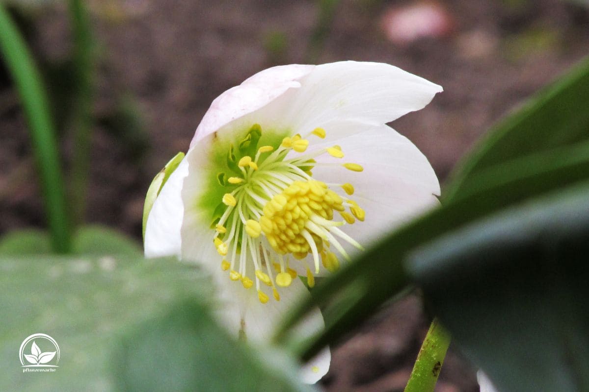 Was Blüht Im Januar: Diese Winterblüher Sind Ein Muss Für Den Garten! - Pflanzensache