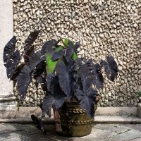 Colocasia-Black-Magic_-Pflege-Tipps-Fur-Schwarzes-Elefantenohr