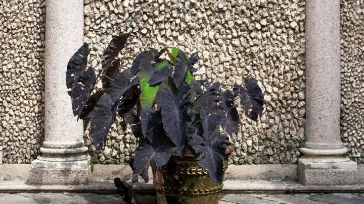 Colocasia Black Magic: Pflege Tipps Für Schwarzes Elefantenohr