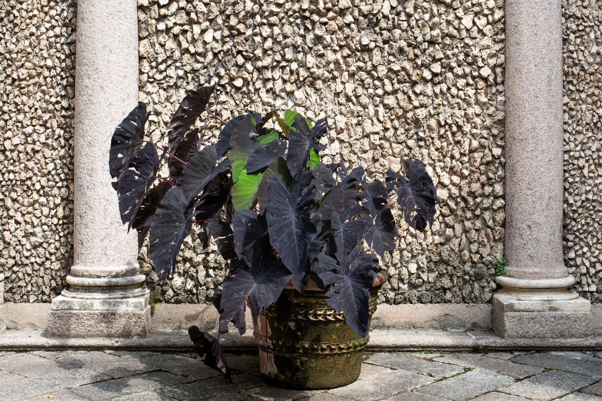 grompel mission kaktus Gufram 'Another Green' Cactus Coat Holder main image 0