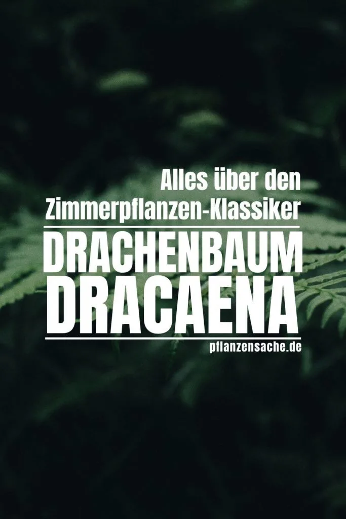 Drachenbaum-1