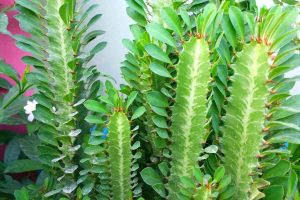 Dreikantige Wolfsmilch (Euphorbia Trigona)_ Der Kaktus Mit Blättern!