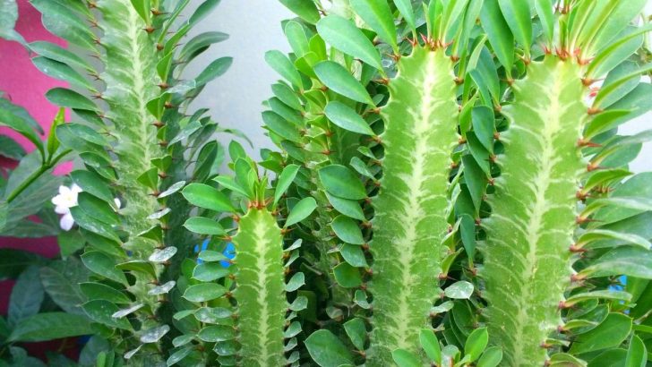Dreikantige Wolfsmilch (Euphorbia Trigona): Der Kaktus Mit Blättern!