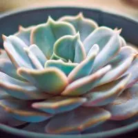 Echeveria-Pflege-Merkmale_-Das-Mussen-Sie-Wissen