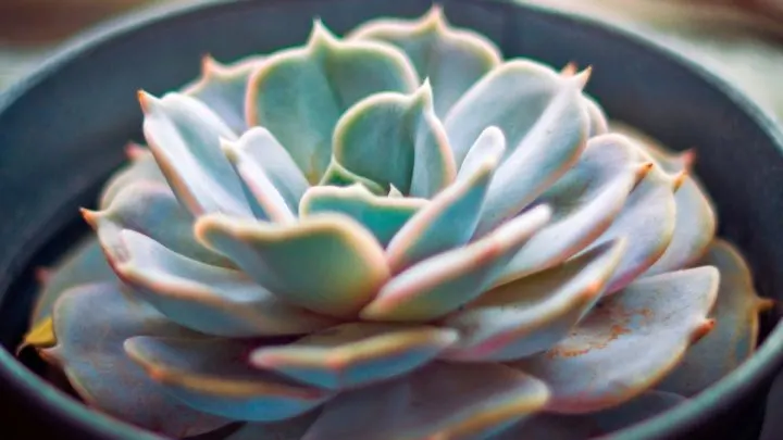 Echeveria Pflege & Merkmale: Das Müssen Sie Wissen!
