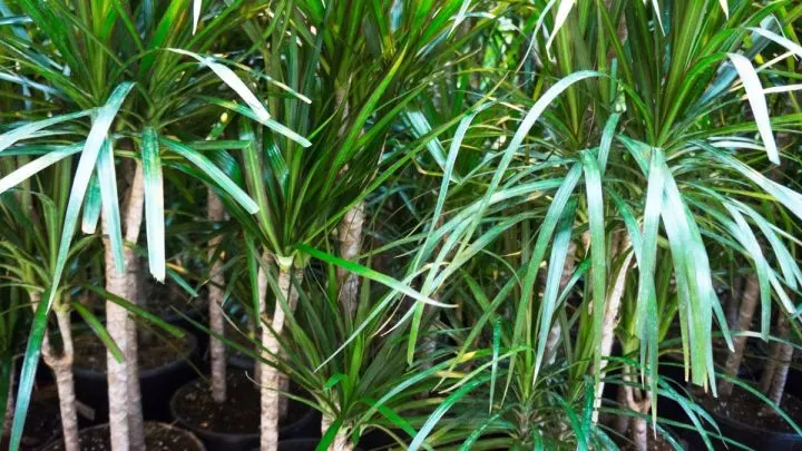 Elefantenfuß Pflege: Beste Tipps Für Ihre Zimmerpflanze!