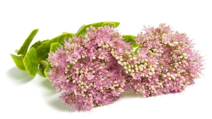 Fette Henne Zimmerpflanze: Schöne Sorten Und Pflegetipps