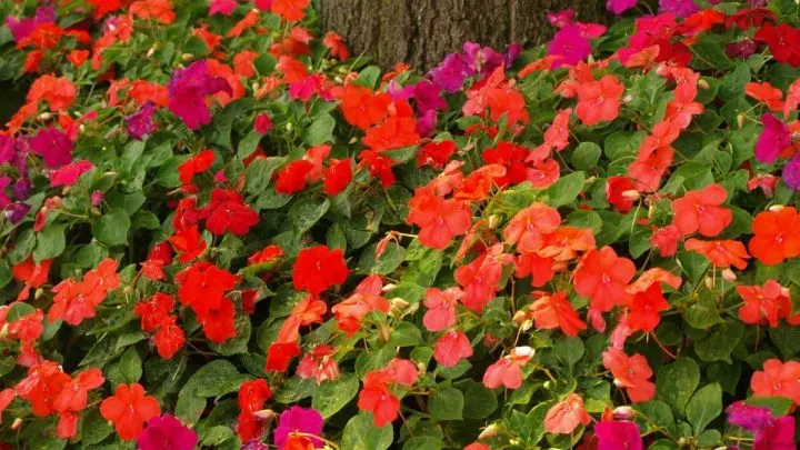 Fleißiges Lieschen: Balkon Verschönerung Mit Prächtiger Blüte!