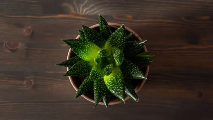 Gasteria Arten: Die Besten Tricks Zur Gesunden Gasteria!