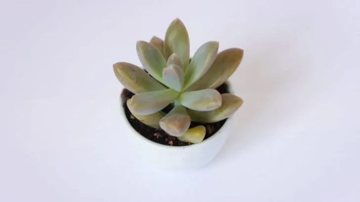 Graptopetalum: Gattung, Pflege Und Co.!
