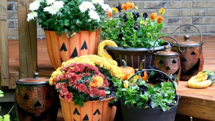 Herbst Pflanzen: Die Schönsten Sorten Für Garten, Terrasse Und Balkon!