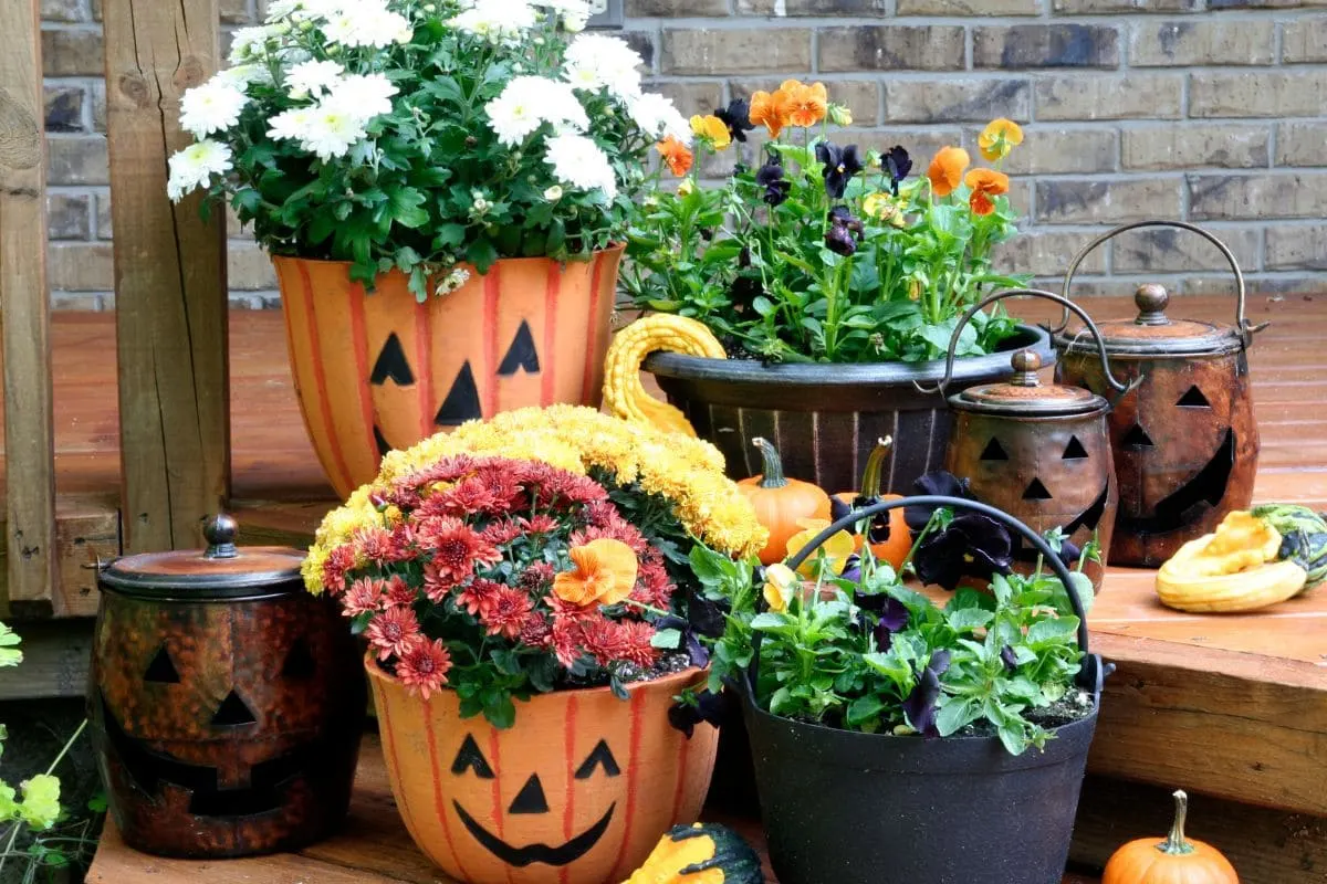 Herbst Pflanzen_ Die Schönsten Sorten Für Garten, Terrasse Und Balkon!