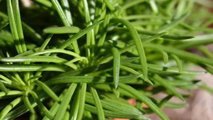 Himalaya Senecio: Das Bekannte Greiskraut In Ihrem Zimmer!