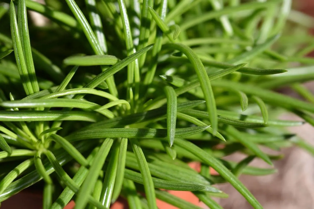 Himalaya Senecio Das Bekannte Greiskraut In Ihrem Zimmer!