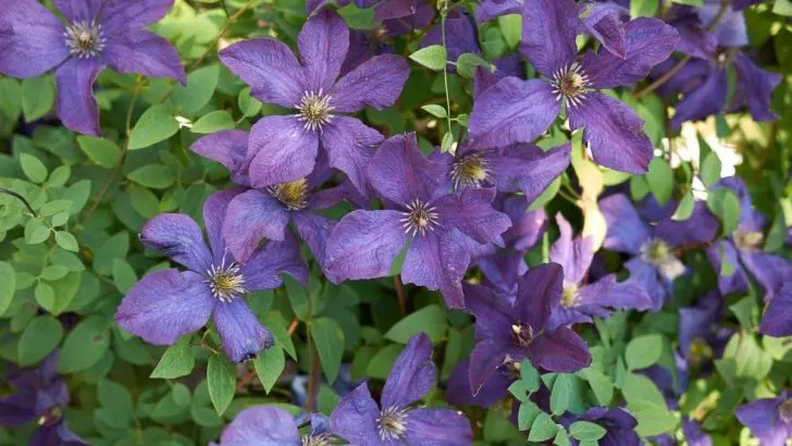 Italienische Waldrebe: Nützliche Informationen, Einfach Erklärt!