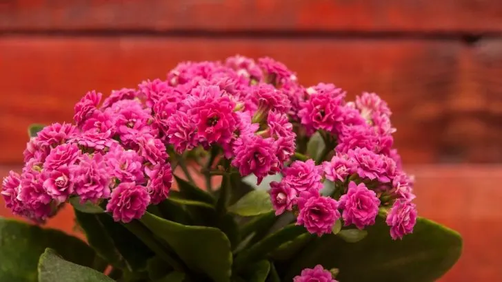 Kalanchoe Pflege: Die Besten Schritte Zur Gesunde Pflanze!