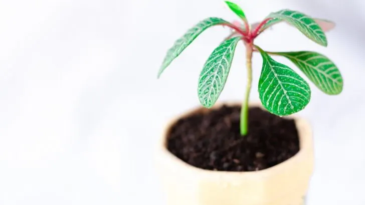 Spuckpalme Pflege: Einfache Und Effektive Pflegetipps!