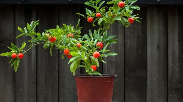 Korallenbäumchen: Tropischer Fruchtschmuck Im Leuchtenden Rot!