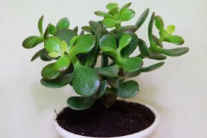 Loffelbaum-Crassula-Hobbit_-Einmalige-Sukkulente-Als-Zimmerpflanze