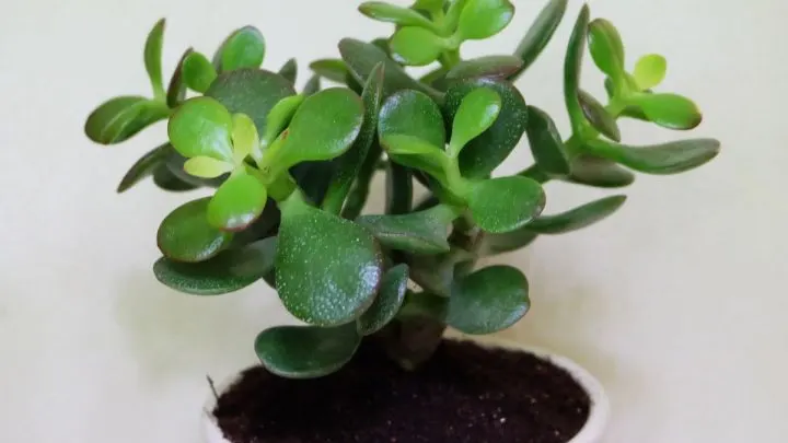 Löffelbaum (Crassula Hobbit): Einmalige Sukkulente Als Zimmerpflanze!