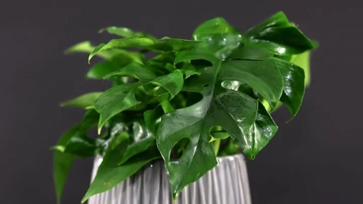 Monstera Minima Pflege: Einfache Und Effektive Pflegetipps!