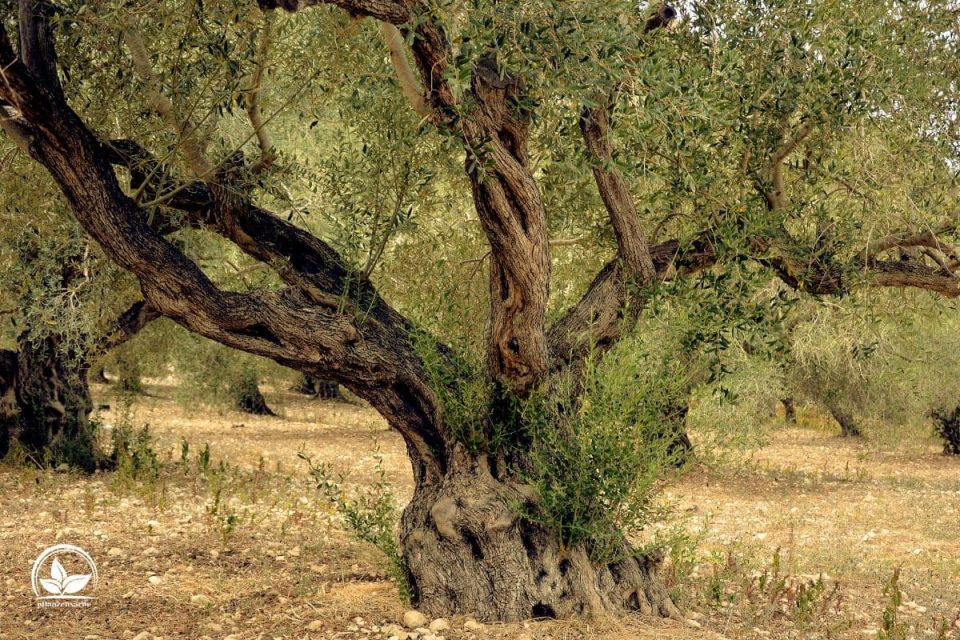 Olivenbaum Schädlinge & Krankheiten Bekämpfen Mit Unseren Tipps! Pflanzensache