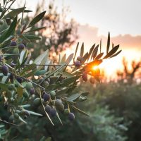 Olivenbaum_-Schadlinge-Krankheiten-Bekampfen-Mit-Unseren-Tipps