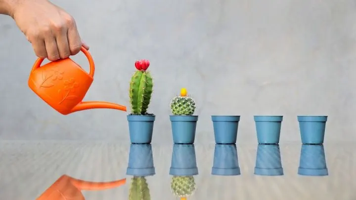 Pflanzen Die Wenig Wasser Brauchen: Schönheiten Auch Ohne Viel Wasser!