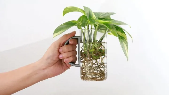 Pflanzen Von Unten Gießen: Was Ist Bottom Watering Für Zimmerpflanzen?