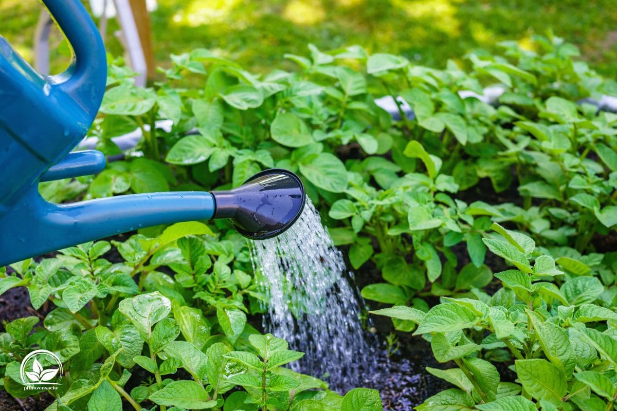 Pflanzen Von Unten Gießen Was Ist Bottom Watering Für Zimmerpflanzen