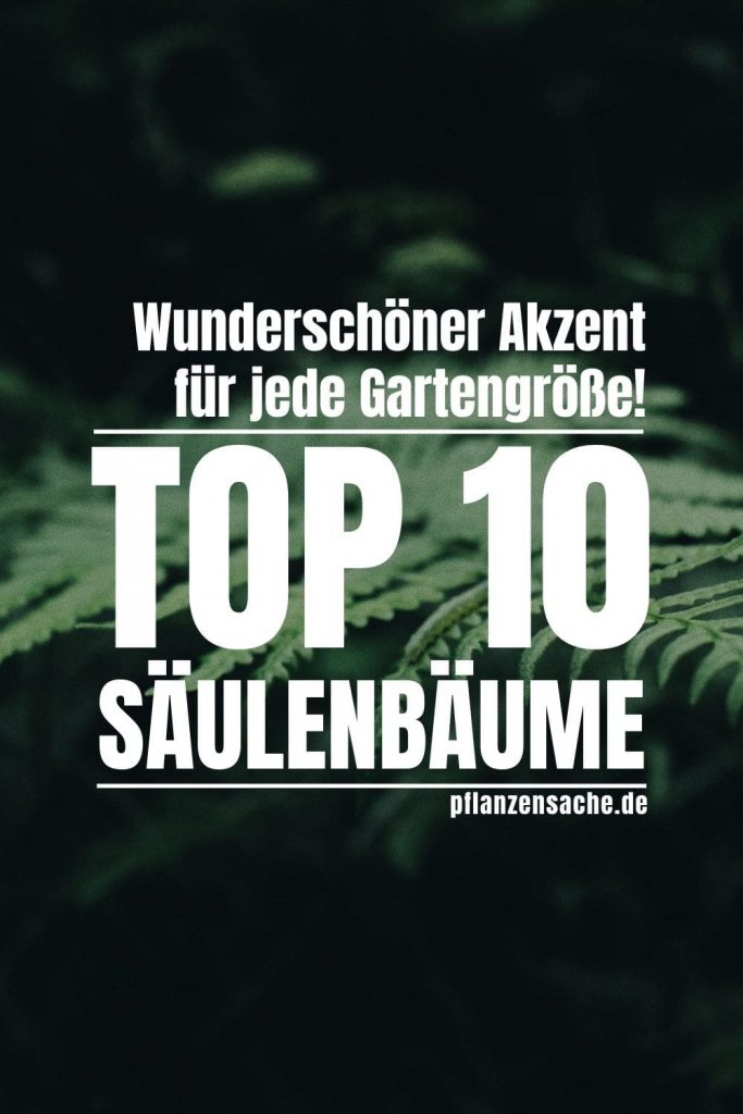 Saulenbaume-1