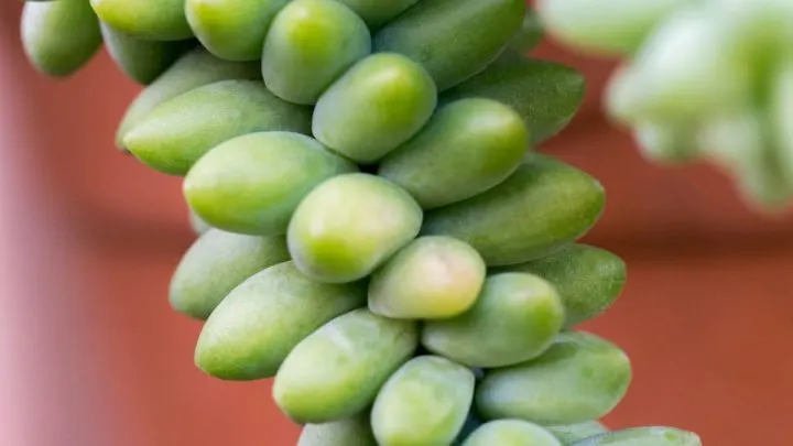 Schlangen Fetthenne: Interessante Sukkulenten Für Ihr Heim!