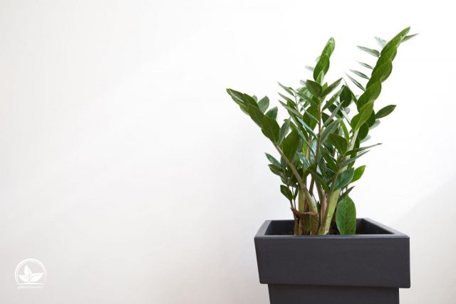 Glcksfeder 'Raven'  Schwarze Zamioculcas Zamiifolia, Hhe Ca. 35 Cm, Topf  14 Cm Gummi Feder