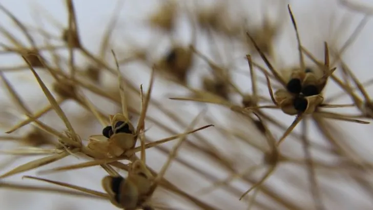 Stachelige Pflanzen: Die TOP 5 Sorten Mit Stacheln Und Dornen!