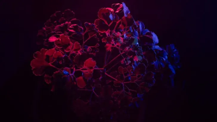 TOP 5 Schwarze Zimmerpflanzen: Mystischer Blickfang Für Die Wohnung!